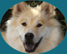 Wissen Schadet Nicht Eurasier Vom Tal Der Muhlen Webseite