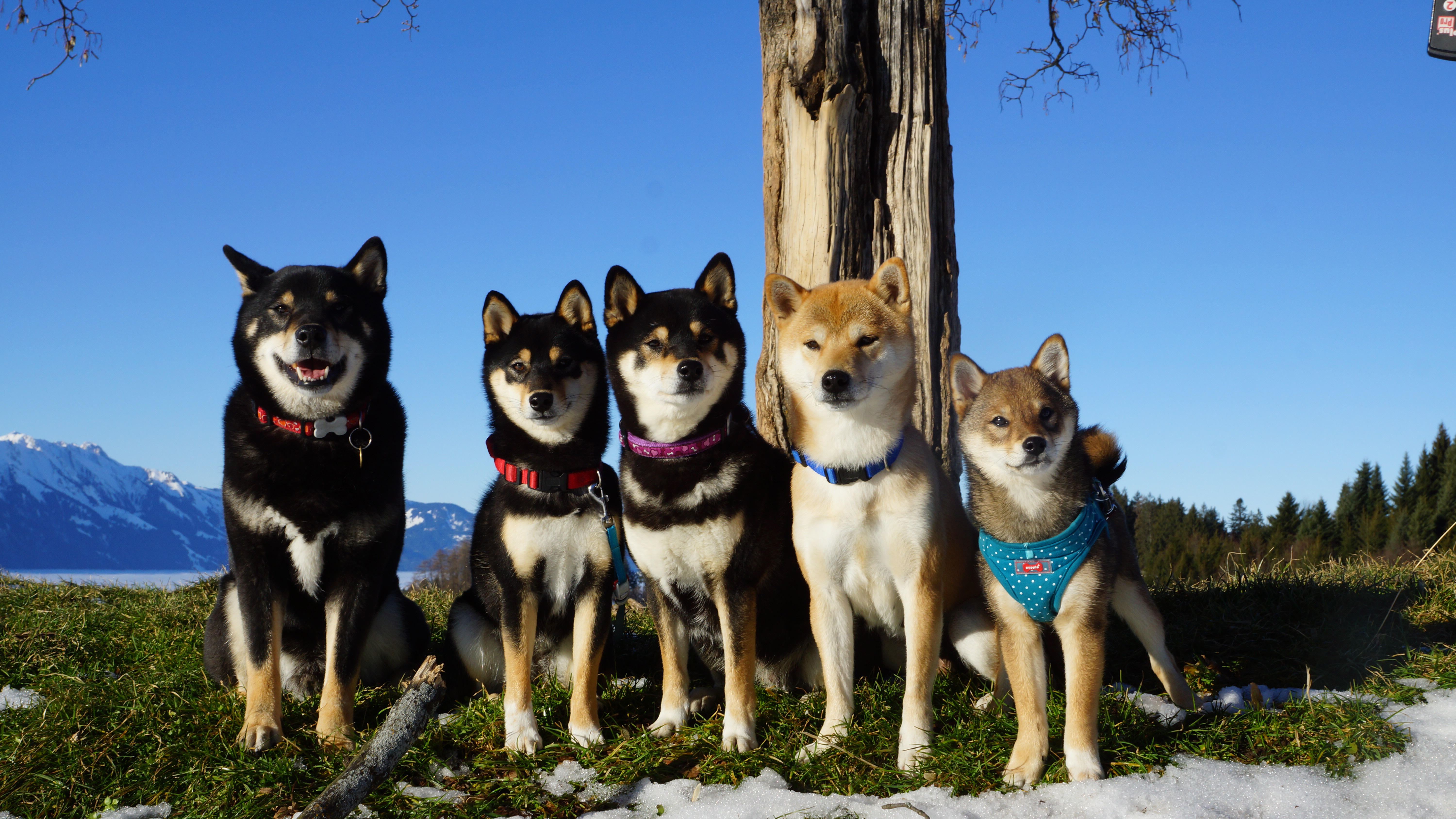 Die Rasse Shiba Inu Fromhogs Webseite