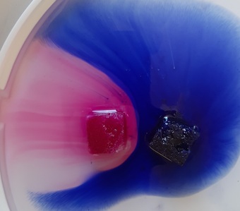 Blau und rot gefärbte Zuckerwürfel lösen sich in Wasser auf