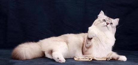 Buy Siberian Cats - sapphiresiberiankittens