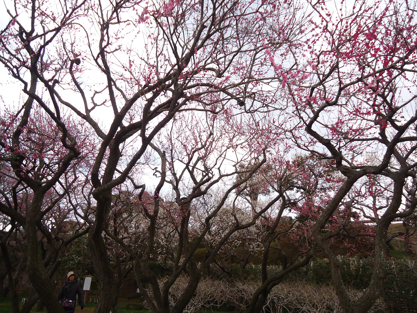 Blühen der Pflaumenbäume in der Präfektur Ibaraki, nahe Tokio (Ende März)