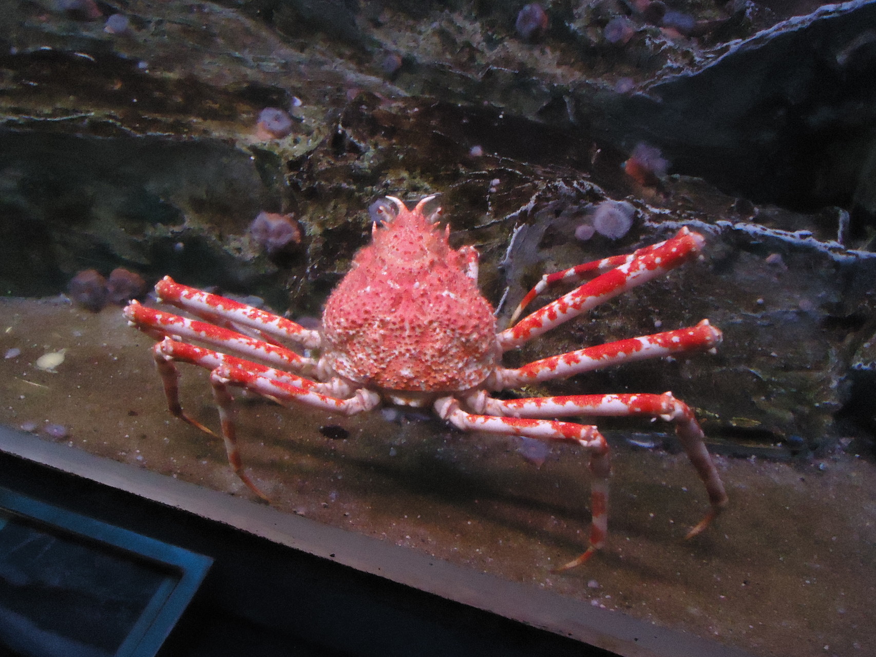 Meeresmuseum - und erschreckend grosse Krabben...