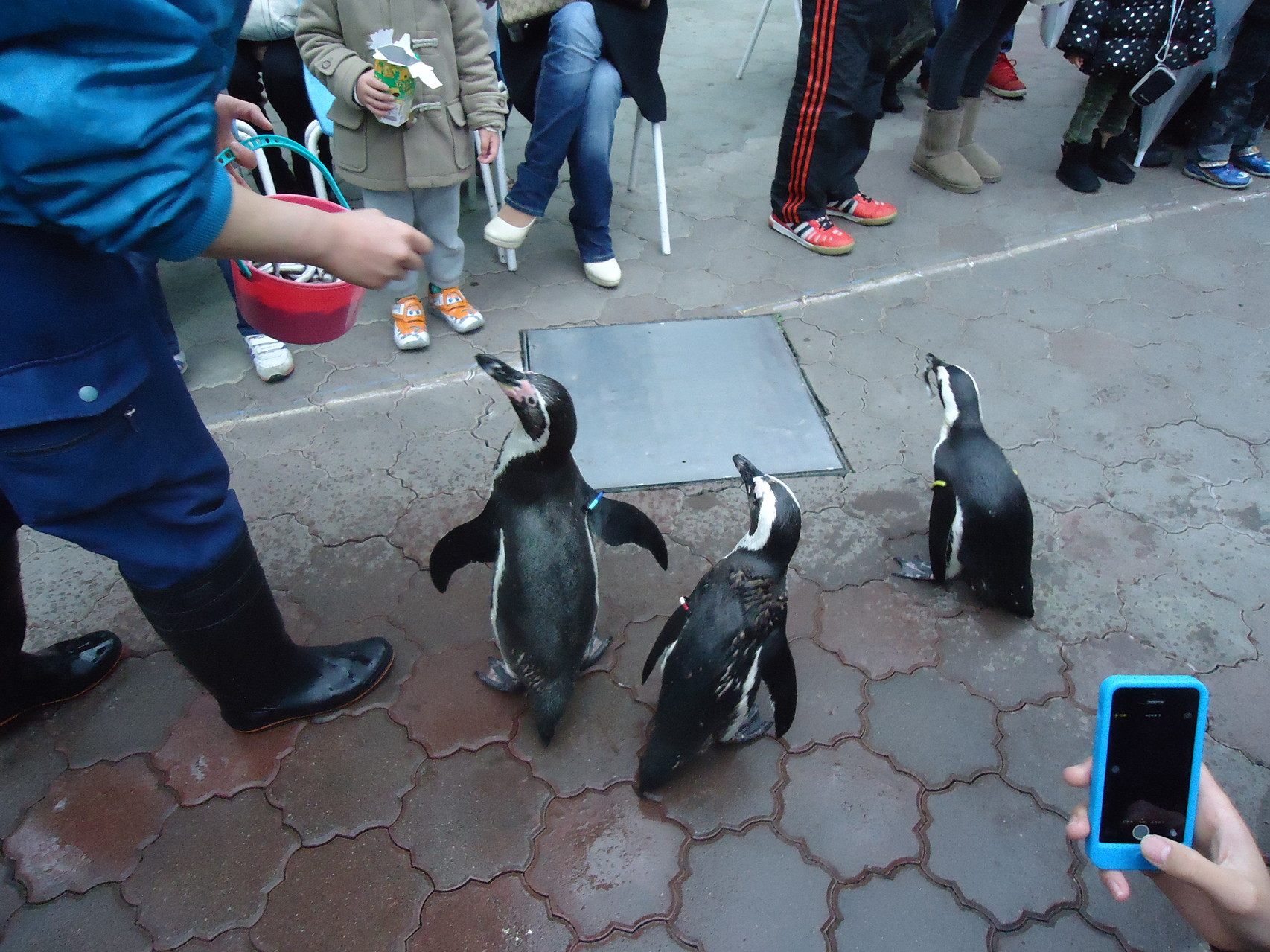 Pinguin-Parade