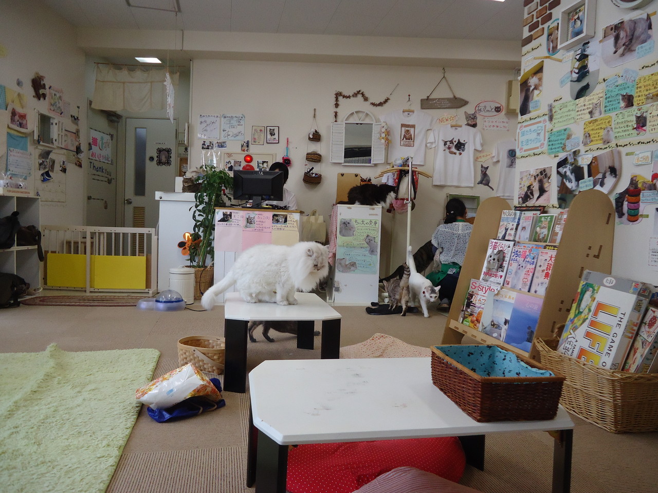 Im Neko Cafe (Katzen Cafe) - so etwas gibt es wirklich nur in Japan! xD