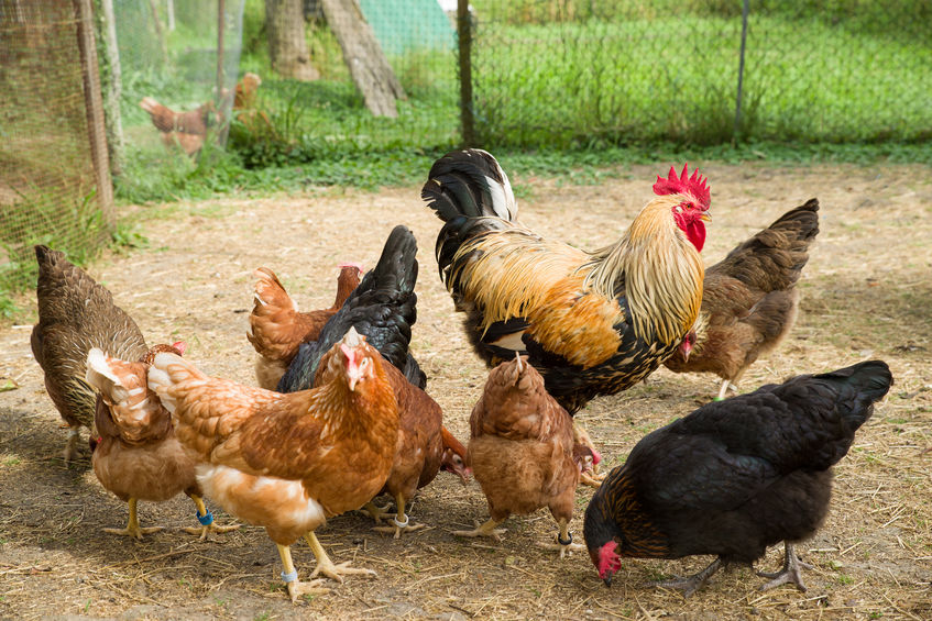 Mélange pour poules