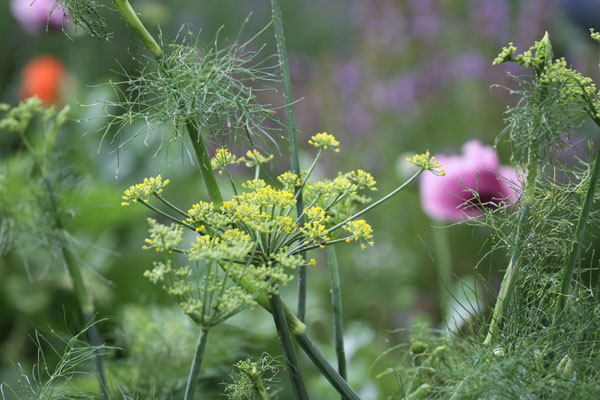 Fenchelblüte mit Mohnblüte