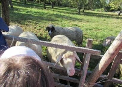 Schafe stehen auf der Wiese.