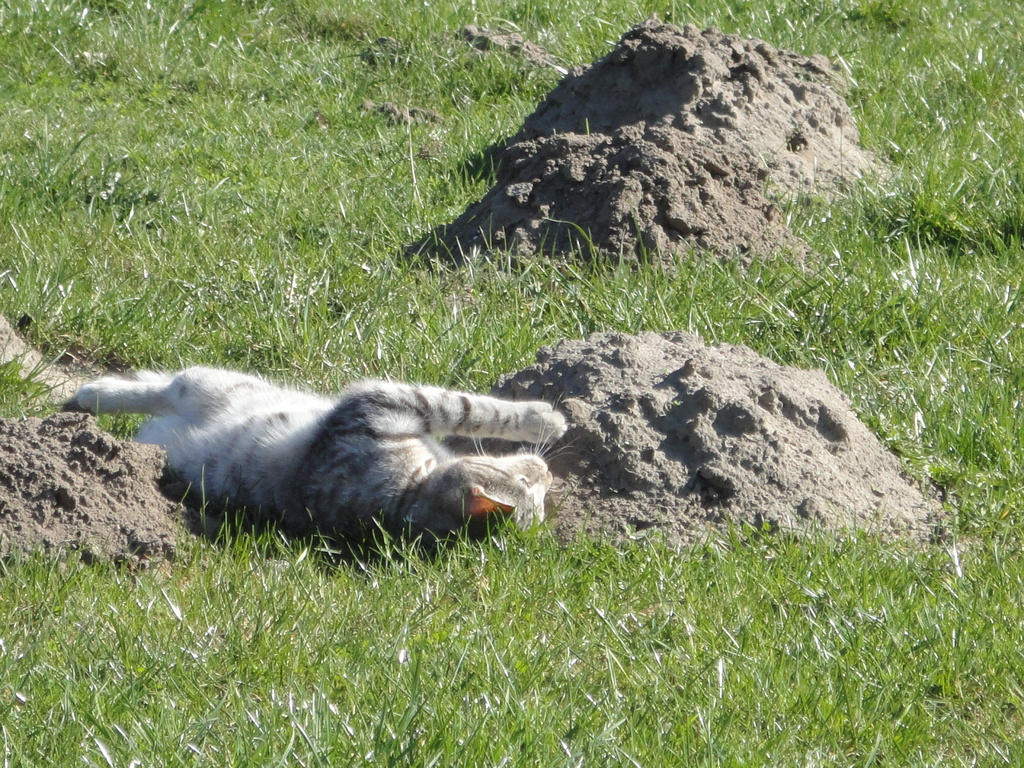 Burschi spielt mit dem Maulwurfhügel