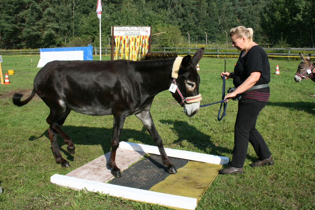 Versch.Bodenbeläge