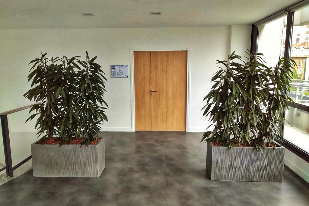 location et entretien de plantes en entreprise