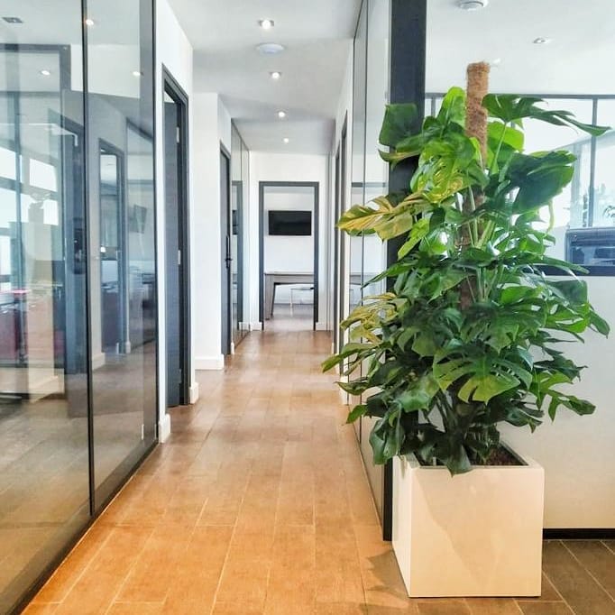 Location et entretien de plantes pour ces bureaux à Colombes
