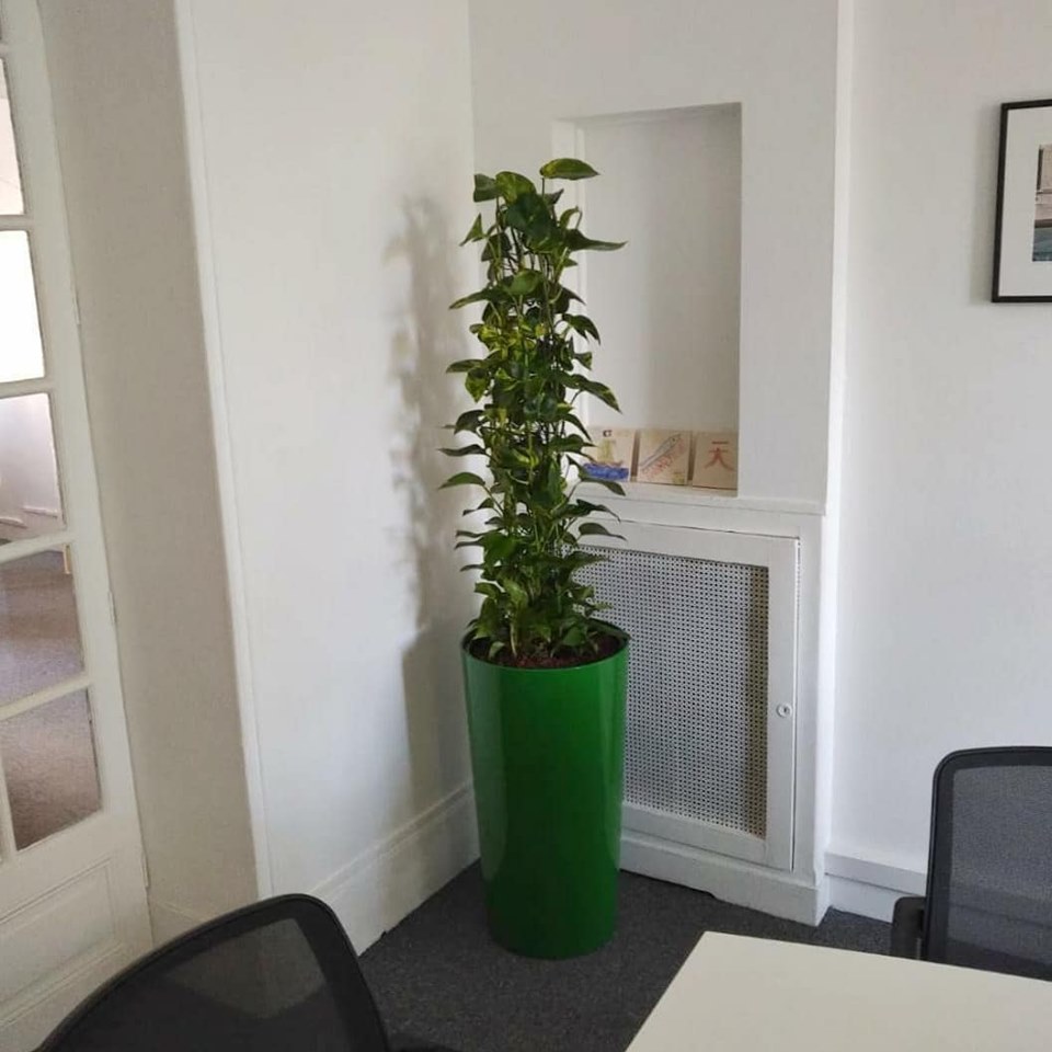 Location et entretien de plantes pour ces bureaux