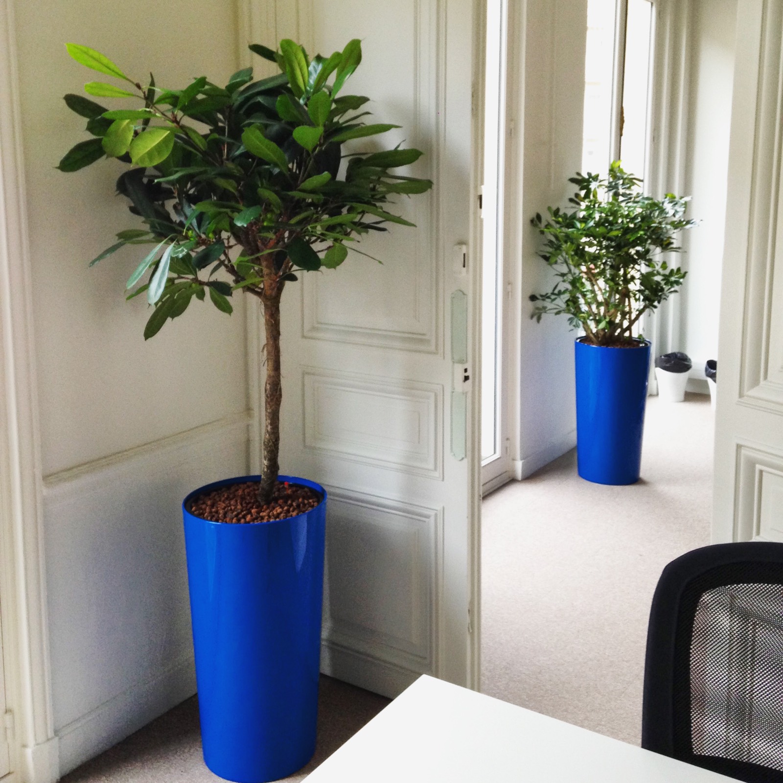 Paysagiste d'intérieur: location de plantes pour ces bureaux près des Champs Elysées à Paris