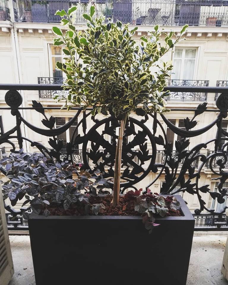 Paysagiste d'intérieur: Location de plantes d'intérieur pour vos bureaux à Paris