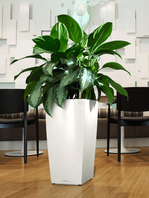 Aglaonema