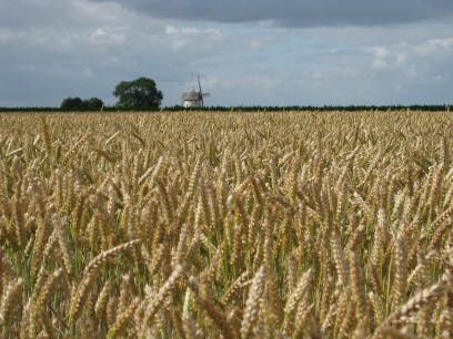 "de l'épis à la farine"