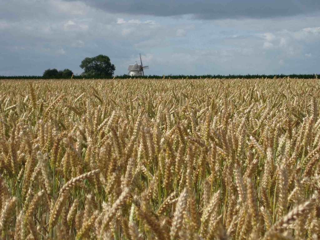 "de l'épis à la farine" . D. Maupin