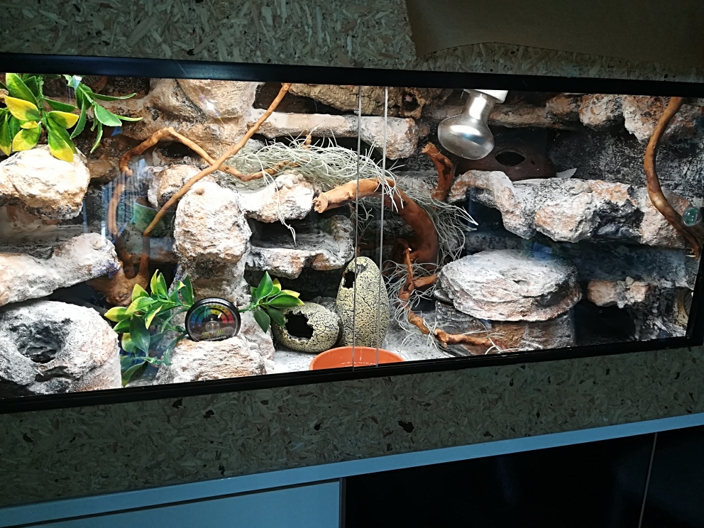 Einrichtung des Terrariums kkgeckos seite!