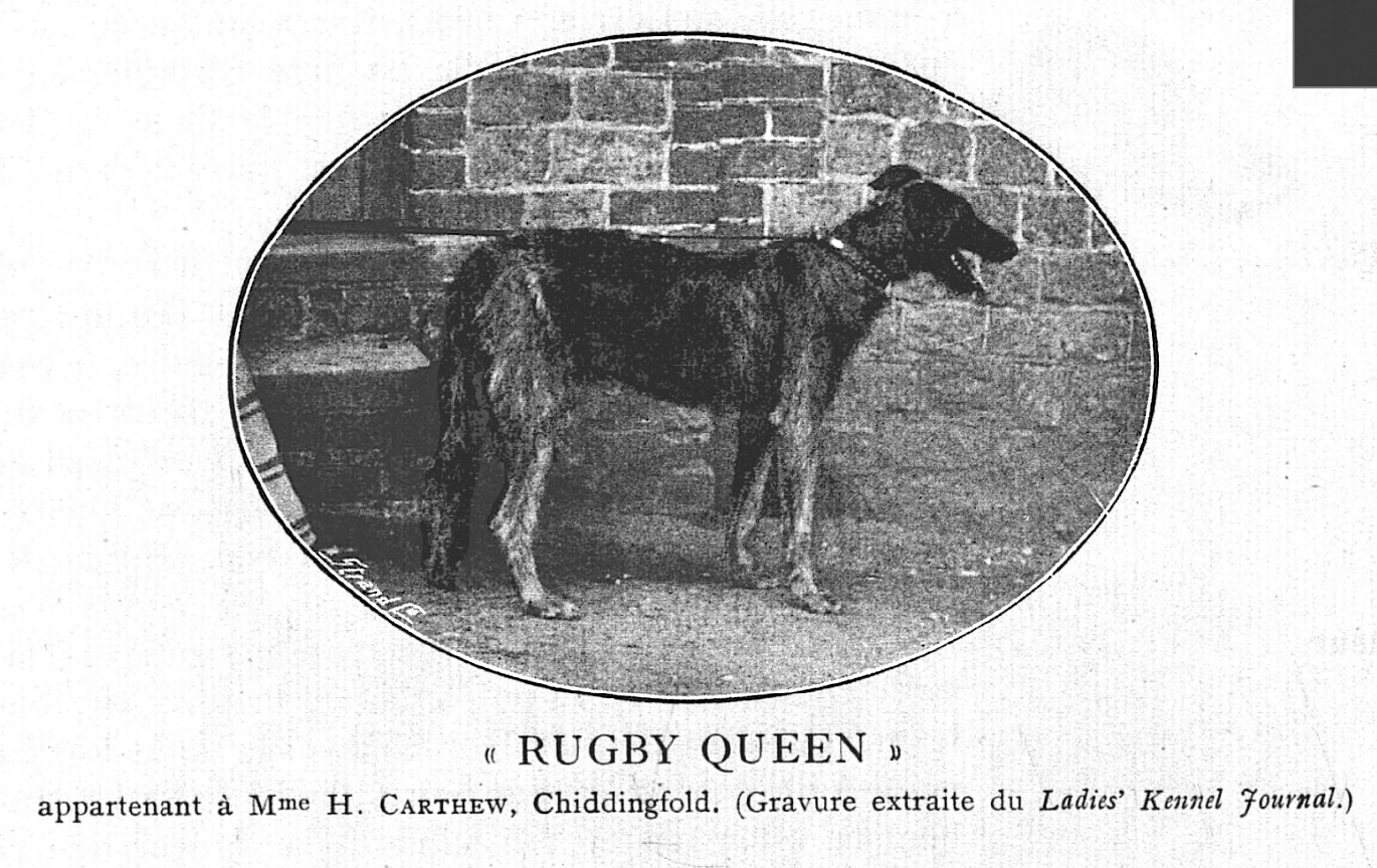 Rugby Queen appartenant à Mme H. Carthew, Chiddingfold  (Gravure extraite du Ladies' Kennel Journal).