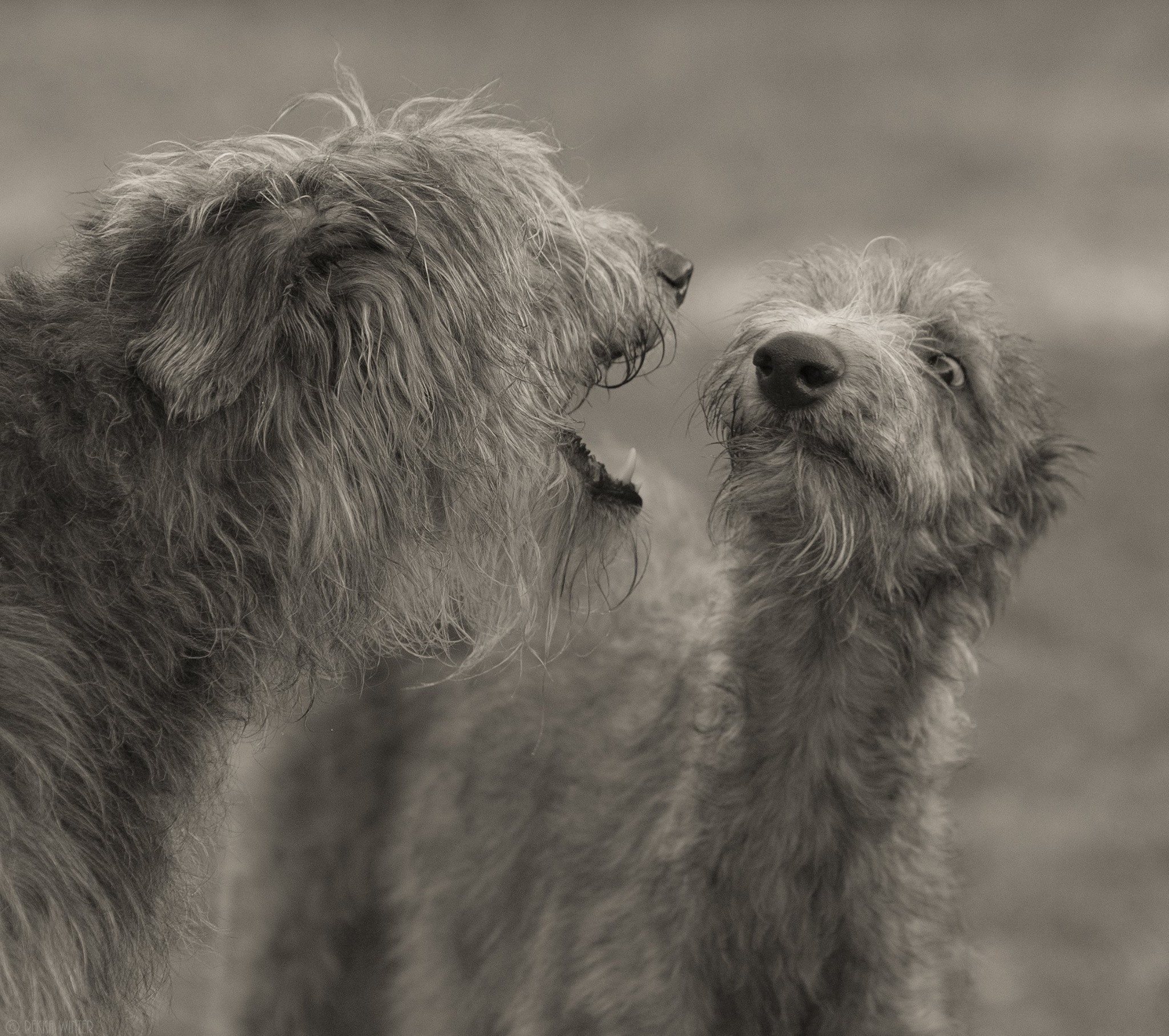 ©Pekka Winter - Levrier ecossais.fr