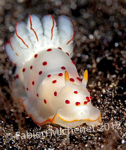 Gymnodoris ceylonica