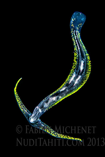 Cephalopyge trematoides. Pelagic nudibranch, night dive off Tahiti. Sea slug Deep