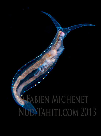 Phylliroe bucephala. Pelagic nudibranch, night dive off Tahiti. Sea slug deep