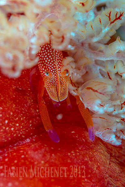 Periclimenes imperator on a Spanish dancer nudibranch