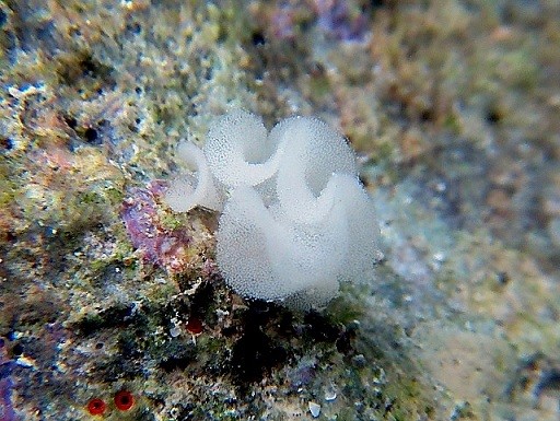 Hydatina amplustre