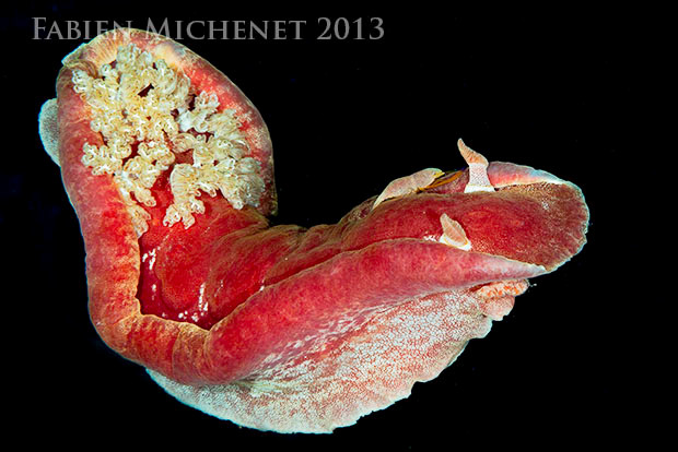 Hexabranchus sp. 2, 20 cm, 20 m