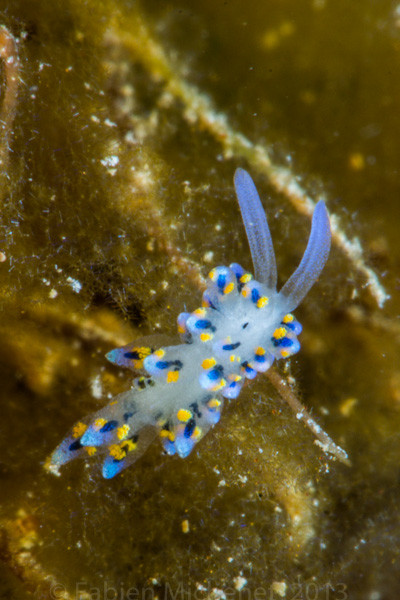 Stiliger sp. 2