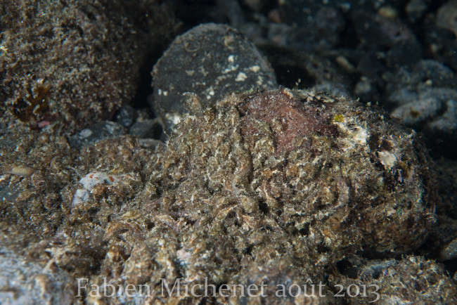 D'innombrables galets sont entierrements recouverts de nudibranches