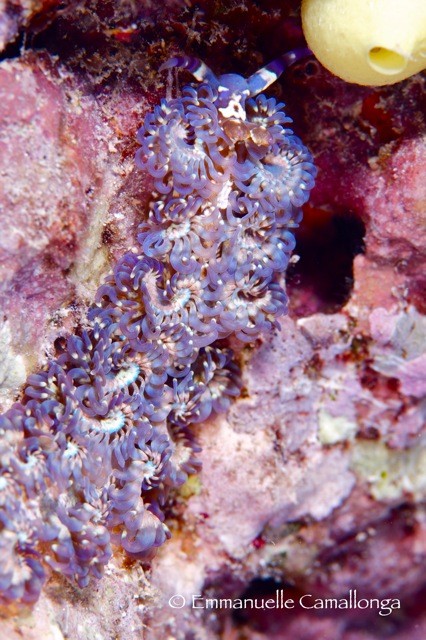 Pteraeolidia ianthina