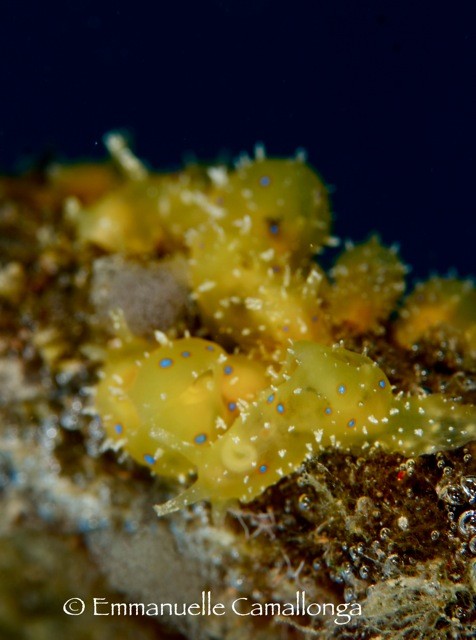 Stylocheilus longicauda