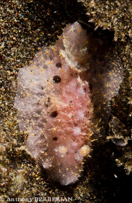 Discodorid 3 non identifié