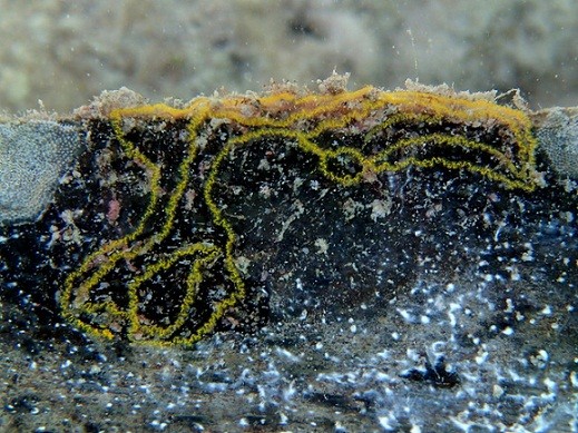 Elysia sp. 14