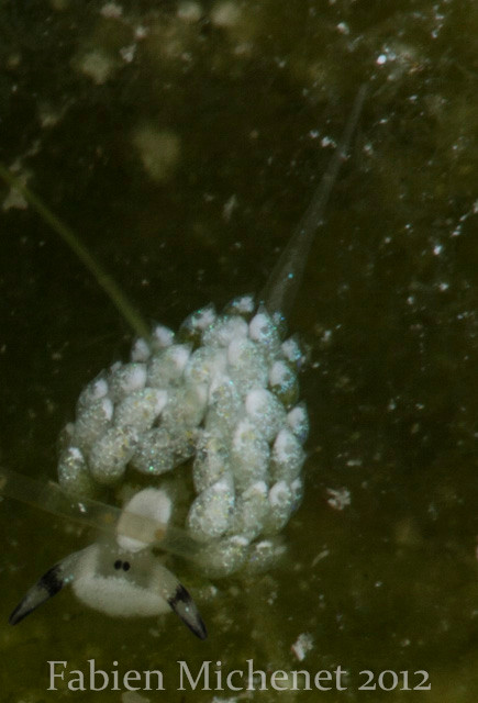 Costasiella sp. 5