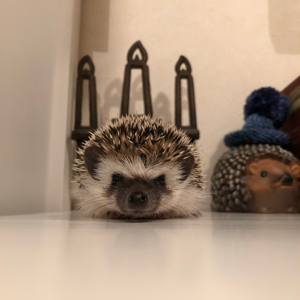 ハリネズミ寝袋 TAA様ご確認用❤︎ ハリネズミ寝袋 TAA様ご確認用❤︎ はりねずみんみん共和国 ゆうパケットOK