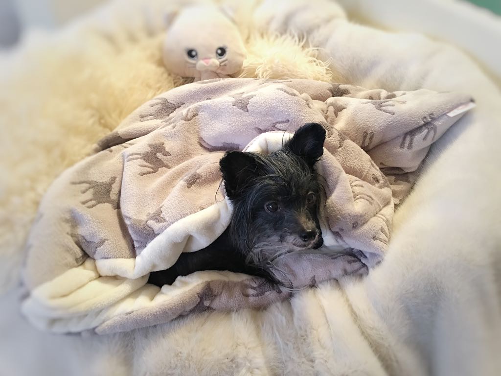 Chinese Crested entspannt in handgefertigtem Kuschelsack für Hunde von Rosys Kuschelkram