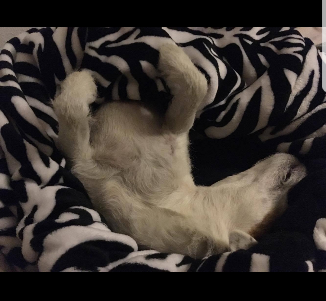 Hund im Kuschelsack von Rosys Kuschelkram