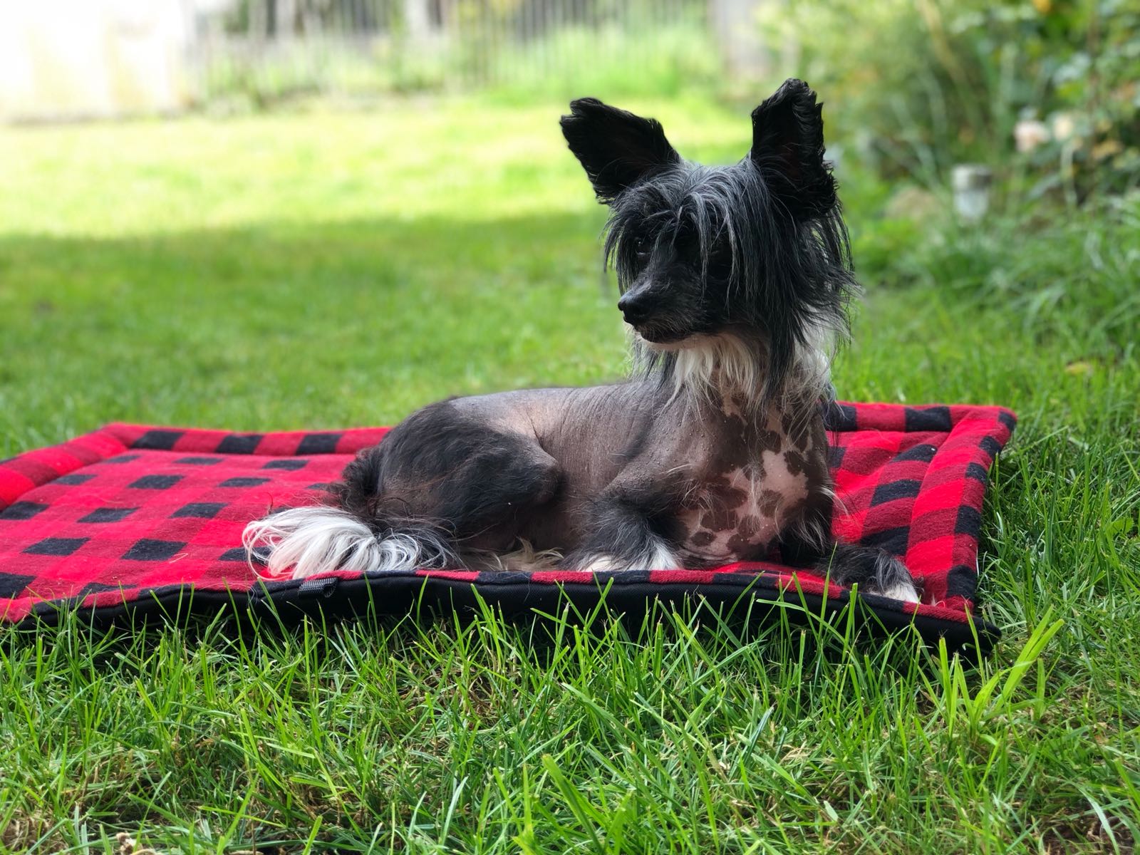 Hund liegt auf Outdoor Decke von Rosys Kuschelkram im Grünen