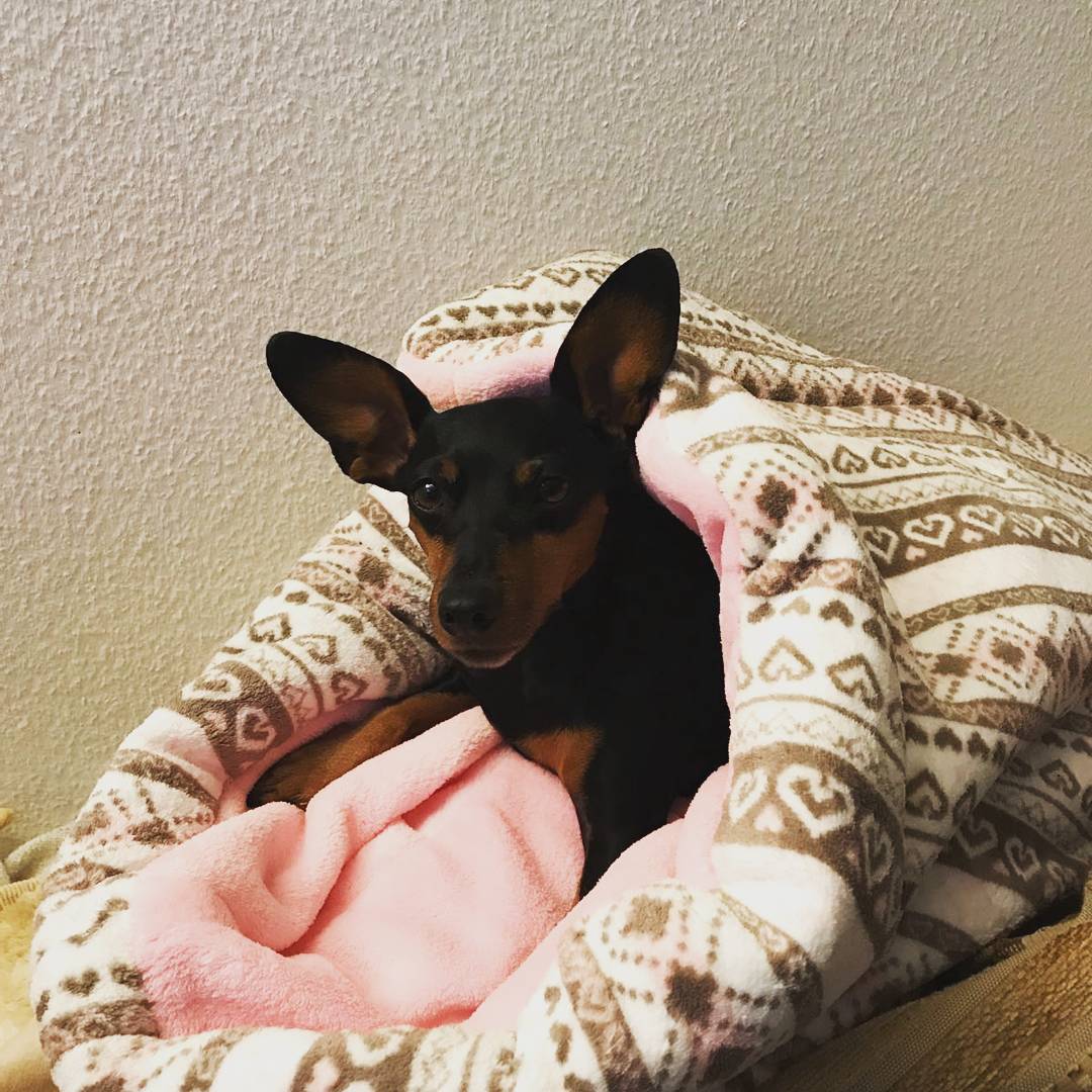Pinscher im Kuschelsack von Rosys Kuschelkram