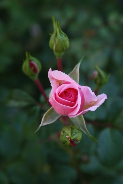 eigene Aufnahme einer Gartenschönheit