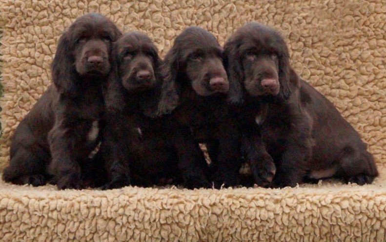 Our ABBA litter! Photo: Ulf F. Baumann