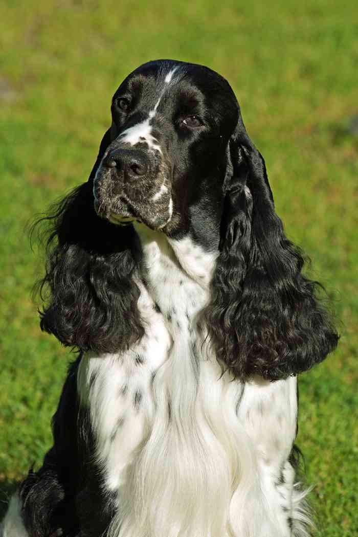 Head study of Calvdale Car Chase, Photo: Kennel "With touch"