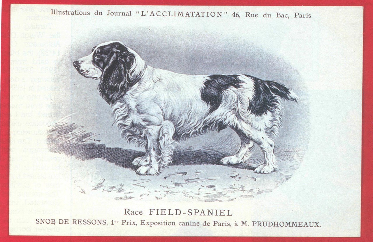 Der Field Spaniel Kennel Vom Belauer See Fci Www Field Spaniels De Www Springer Spaniels De
