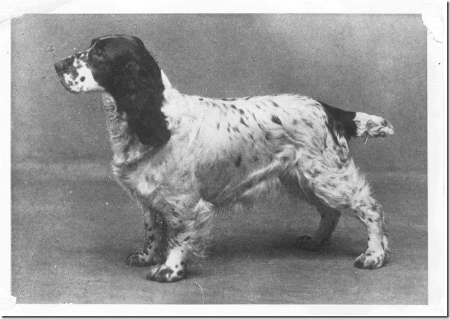 Champion Wribbenhall Whitewash, Besitzer Mr G. Mortimer Smith of Bewdley, ein gutes Exemplar eines "Blue Roan" Field Spaniel, geboren 1928, Foto: David Hancock