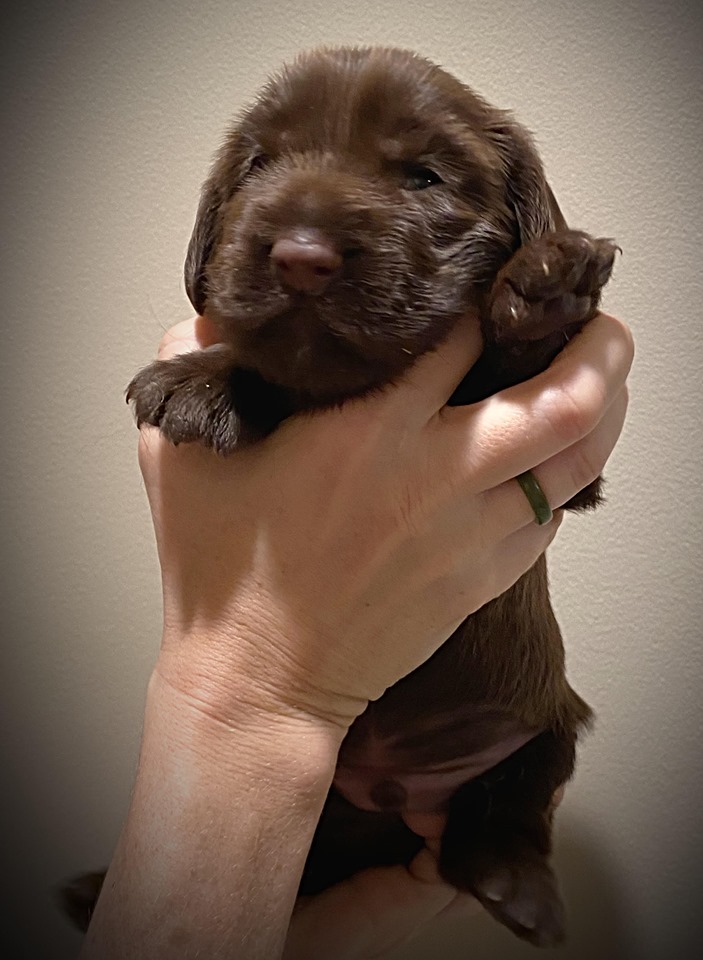 Our boy, two weeks old. Photo: Nichole Dooley-Bunch