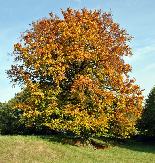 Beech tree near Belauer See, Photo: Claudia Bruhn