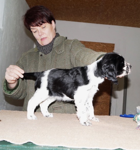 "Lieselotte vom Belauer See" at the age of 6 1/2 weeks, Photo: Ulf F. Baumann